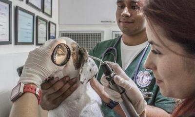 Najpogostejši razlogi, zaradi katerih obiščete veterinarja