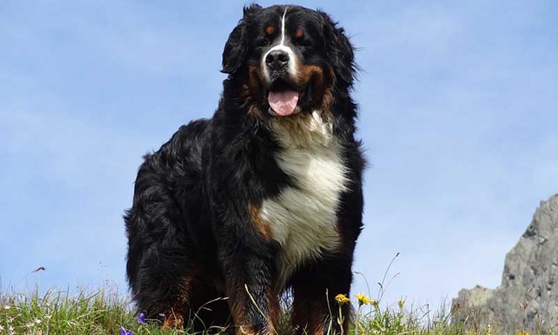 Predstavitev pasme: bernski planšarski pes
