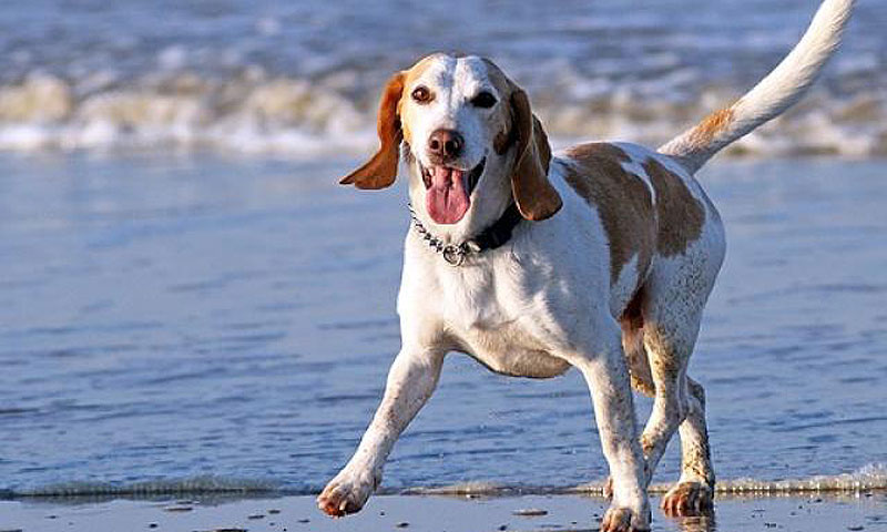 Kako poskrbeti za zdravje kužkov?