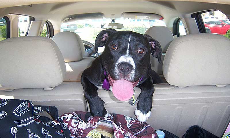 Vse, kar morate vedeti, če potujete s svojim kužkom