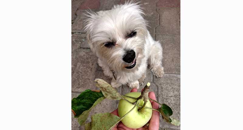 Sadje in zelenjava za zdravje psov