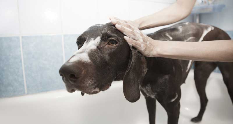 Kako pogosto umivati psa