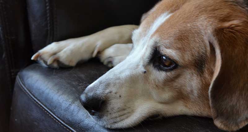 Kako obvladati kužkovo slabost med vožnjo