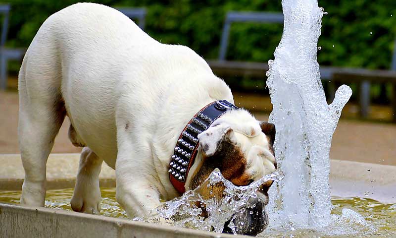 Kako kužka zavarovati pred toplotnim udarom?