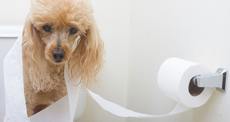 Kaj sporočata oblika in barva kužkovega kakca?