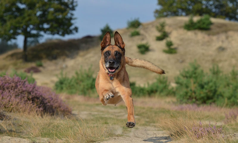 5 stvari, ki skrajšujejo življenja kužkov