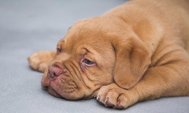 Okužba s salmonelo pri kužkih