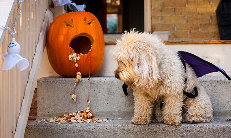 Kužki v kostumih za noč čarovnic