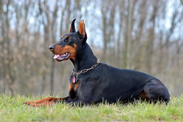 Predstavitev pasme: doberman