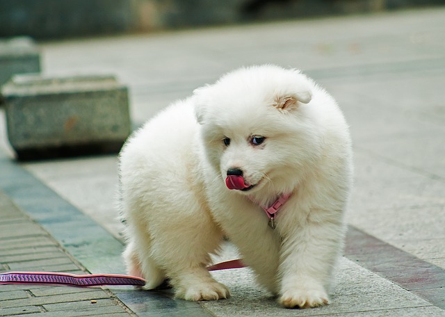 Predstavitev pasme: Samojed