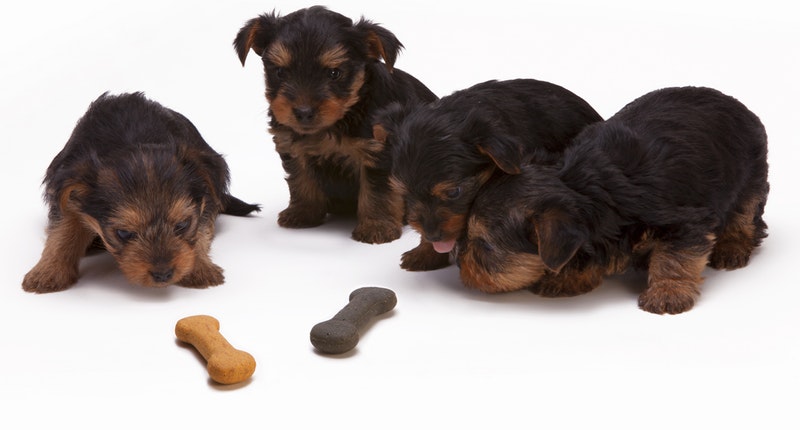 Primerna hrana za pasje mladičke