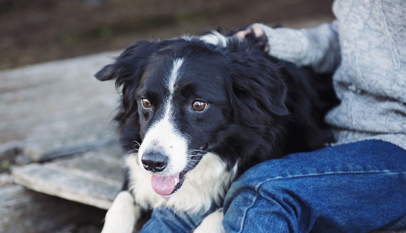 7 stvari, za katere kužek ne more poskrbeti sam