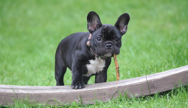 Predstavitev pasme: Francoski buldog