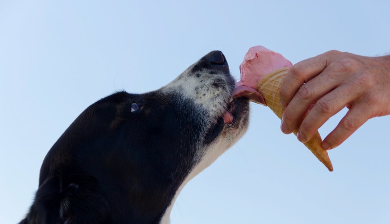 Tudi psi uživajo v poletnih priboljških