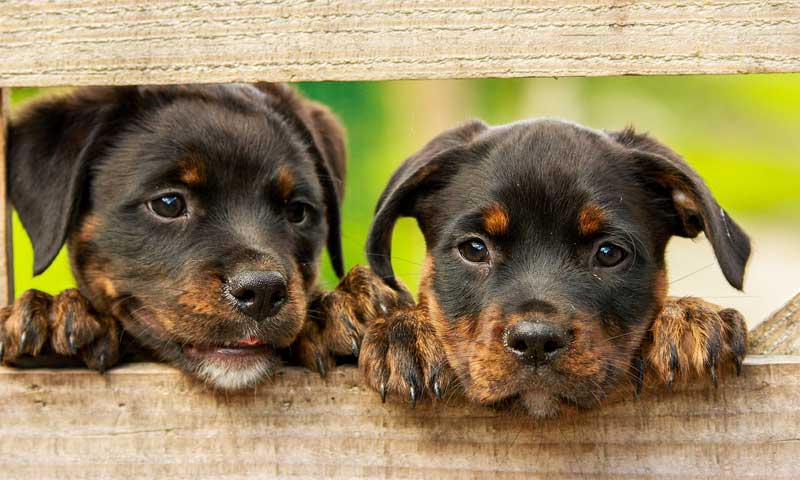 Faze razvoja pri pasjih mladičkih