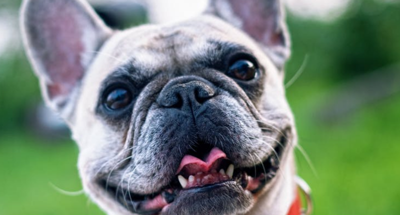 Razlogi, zaradi katerih kužki imajo neprijeten vonj