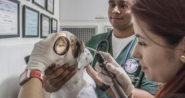 Najpogostejši razlogi, zaradi katerih obiščete veterinarja